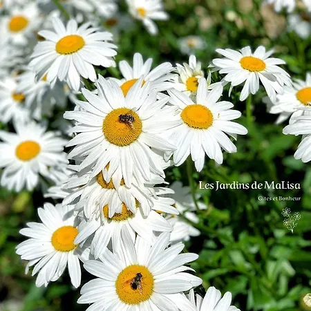 Les Jardins De Malisa - Adulte Only - 4*