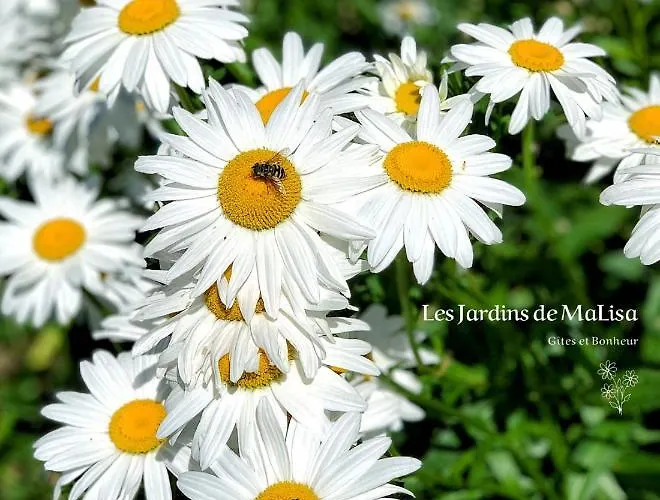 Les Jardins De Malisa - Adulte Only - 4*